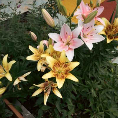 Katerina Liapi 53 1024x768